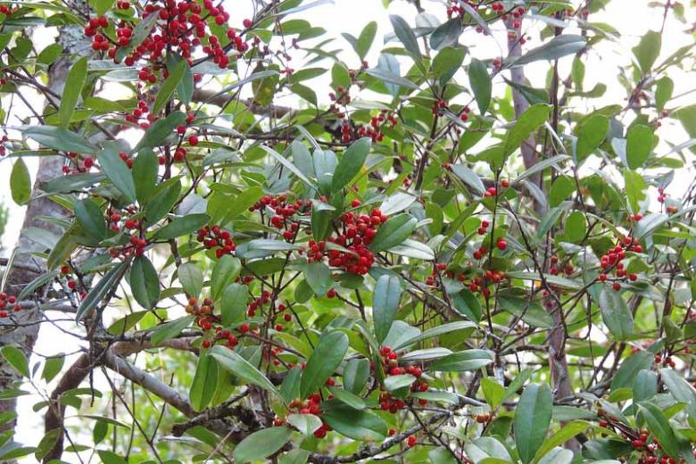 Ilex cassine, Dahoon, red berries, evergreen shrub, Aquifoliaceae, Berry, holly, Ilex, winter shrub