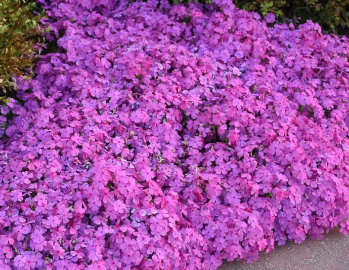 Phlox Subulata 'Drummond's Pink', Phlox 'Drummond's Pink', Alpine Phlox 'Drummond's Pink', Moss Phlox 'Drummond's Pink', Creeping phlox 'Drummond's Pink', Pink Phlox, Pink flowers