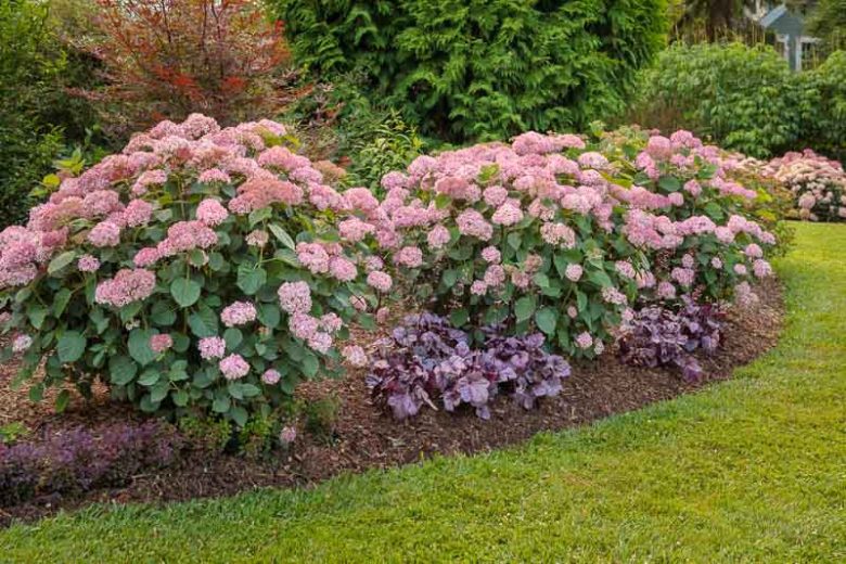 Hydrangea Arborescens Invincibelle Spirit II, Invincibelle Spirit II Smooth Hydrangea, Invincibelle Spirit II, Improved Pink Annabelle Hydrangea, Pink Annabelle Hydrangea, Small Hydrangea, Pink Hydrangea