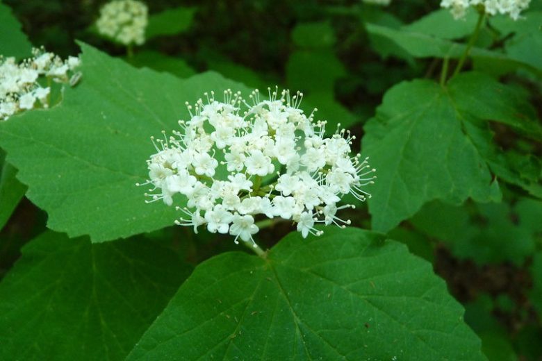 Viburnum acerifolium,Mapleleaf Viburnum, Maple-leaf Viburnum, Maple-leaf Arrowwood, Arrowwood, Shrub with fall color, fall color, shrub with berries, White Flowers, Black berries