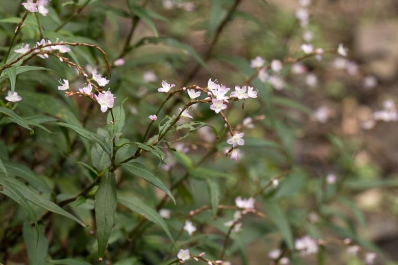 Persicaria odorata, Asian Mint, Vietnamese Coriander, Asian Mint, Rau Ram, Vietnam Mint, Polygonum odoratum, Pink Flowers