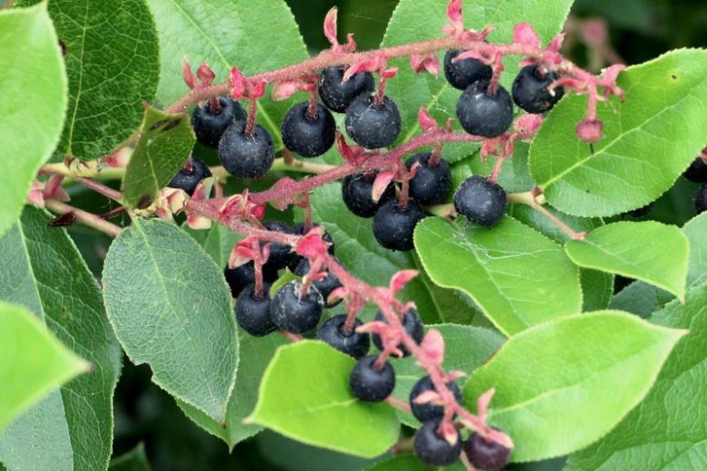 Gaultheria shallon, Oregon Wintergreen, Salal, Shallon, Shallon Bush