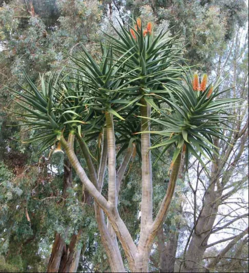 Aloe 'Hercules', Hercules Aloe, Aloidendron 'Hercules', Drought tolerant, Tree Aloe, Hardy succulent