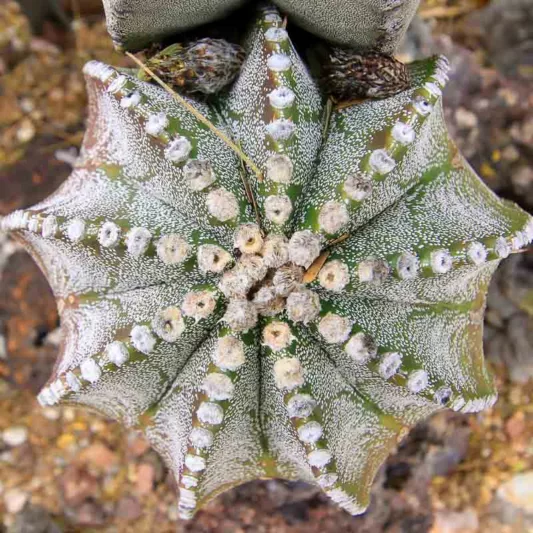 Astrophytum myriostigma, RBishop's Cap, Bishop's Miter, Bishop's Hat, Monk's Hood, Deacons Hat, Bishop's Hood, Miter Cactus, Astrophytum prismaticum, Cereus callicoche, Echinocactus myriostigma, Drought Tolerant Plants,