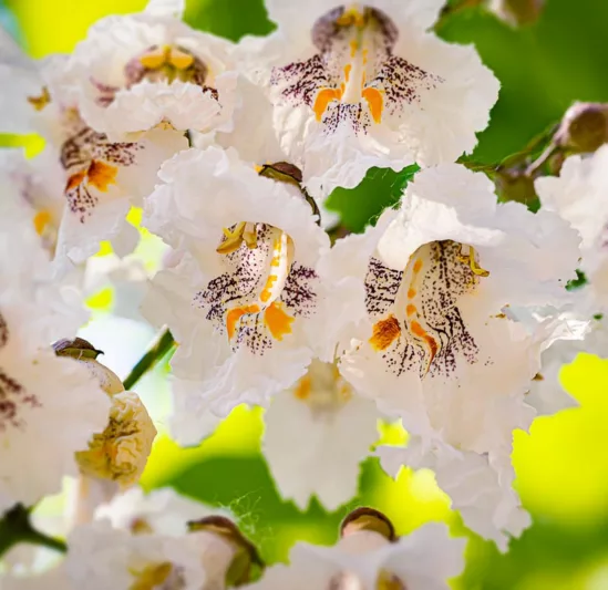 Catalpa bignonioides 'Aurea', Catawba 'Aurea', Southern Catalpa 'Aurea', Indian Cigar 'Aurea', Eastern Catalpa 'Aurea', Smoking Bean 'Aurea', Indian Bean Tree 'Aurea', Golden Catalpa