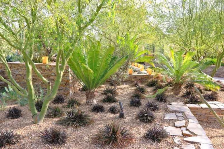 Parkinsonia praecox, Palo Brea, Sonoran Palo Verde, Cercidium praecox, Caesalpinia praecox, Cercidium australe, Cercidium goldmannii, Cercidium plurifoliatum, Cercidium spinosum, Cercidium viride