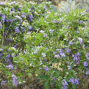 Sophora secundiflora,Texas Mountain Laurel, Mountain Laurel, Mescal Bean, Mescal Bean Sophora, Frijolillo, Frijolito, Calia secundiflora