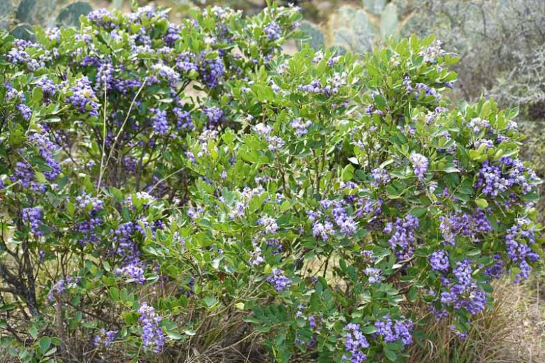 Sophora secundiflora,Texas Mountain Laurel, Mountain Laurel, Mescal Bean, Mescal Bean Sophora, Frijolillo, Frijolito, Calia secundiflora