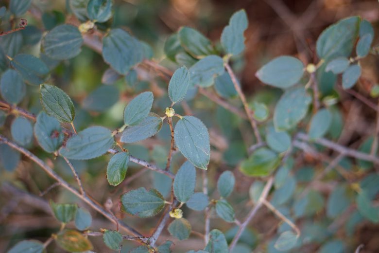 Ceanothus oliganthus, Explorer's Bush, Explorer's-bush, Hairy Ceanothus, Ceanothus divaricatus, Ceanothus hirsutus, , California Lilac, Blue Flowers, Fragrant Shrubs, Evergreen Shrubs