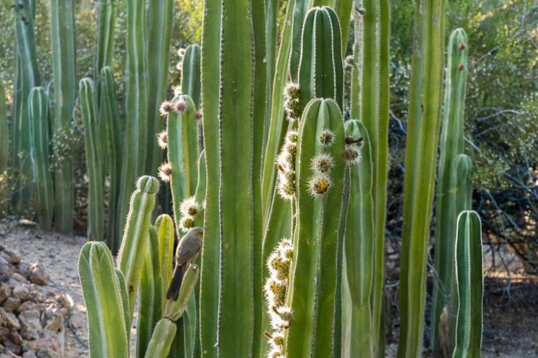 Pachycereus marginatus, Central Mexico Organ Pipe, Mexican Fence Post Cactus, Organ Cactus, Cereus marginatus, Lemaireocereus marginatus, Lophocereus marginatus, Marginatocereus marginatus, Stenocereus marginatus, Columnar Cactus, Columnar Succulent