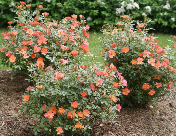 Rose Oso Easy Hot Paprika, Rosa Oso Easy Hot Paprika, Oso Easy Hot Paprika Rose, Shrub Roses, Rose bushes, Garden Roses, Rosa 'FARROWRSP', Orange Roses, Orange Flowers, Groundcover Rose