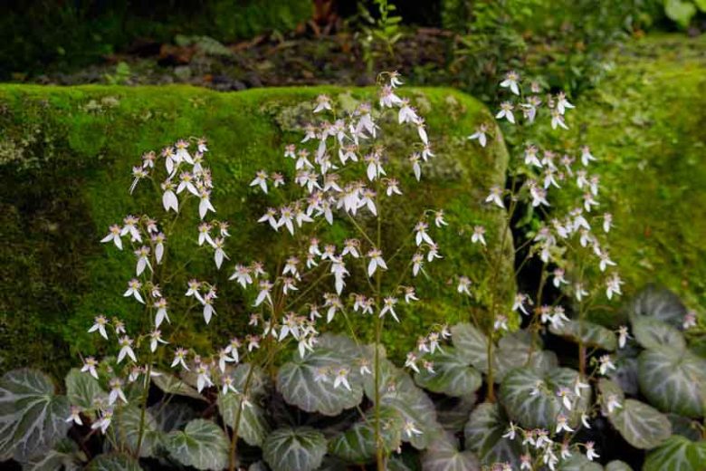 Saxifraga stolonifera, Strawberry Begonia, Creeping Saxifrage, Strawberry Saxifrage, Mother of Thousands, Wandering Jew, Aaron's Beard , Groundcover, Evergreen Groundcover