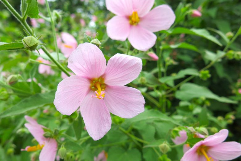 Kosteletzkya virginica, Virginia Saltmarsh Mallow, Virginia Fen-rose, Saltmarsh Mallow, Seashore Mallow, Pink flowers
