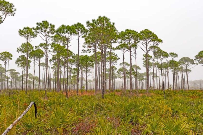 Pinus elliottii, Slash Pine,  Yellow Slash Pine, Swamp Pine, Florida Slash Pine, South Florida Slash Pine, Dade County Slash Pine, Dade County Pine, Cuban Pine, Evergreen Tree, Conifer