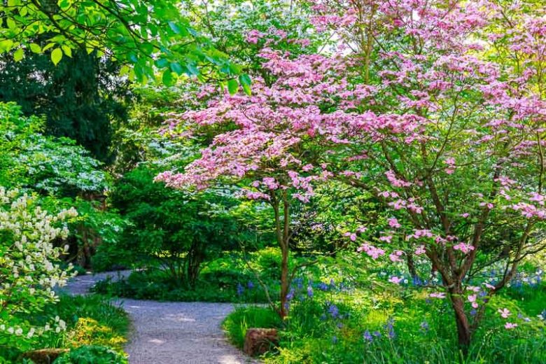 Cornus florida f. rubra, Flowering Dogwood, Eastern Flowering Dogwood, North American Green Osier, Pink Flowering Dogwood, Fall color, Winter color, shrub with berries, Flowering tree, red fruits