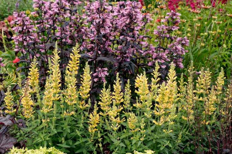 Hyssop POQUITO Butter Yellow, Dwarf Hummingbird Mint, Anise Hyssop 'TNAGAPBY', Hummingbird Mint 'TNAGAPBY', Dwarf Hyssop 'TNAGAPBY', Yellow Hyssop, Yellow Flowers, Yellow Hummingbird Mint