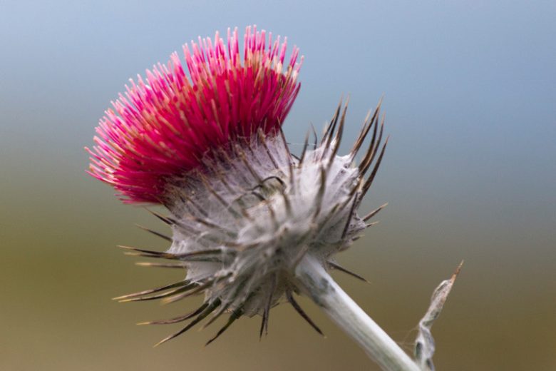 Cirsium occidentale, Cobwebby Thistle, Western Thistle, perennial plant, perennial plants, Purple flowers, Pink flowers