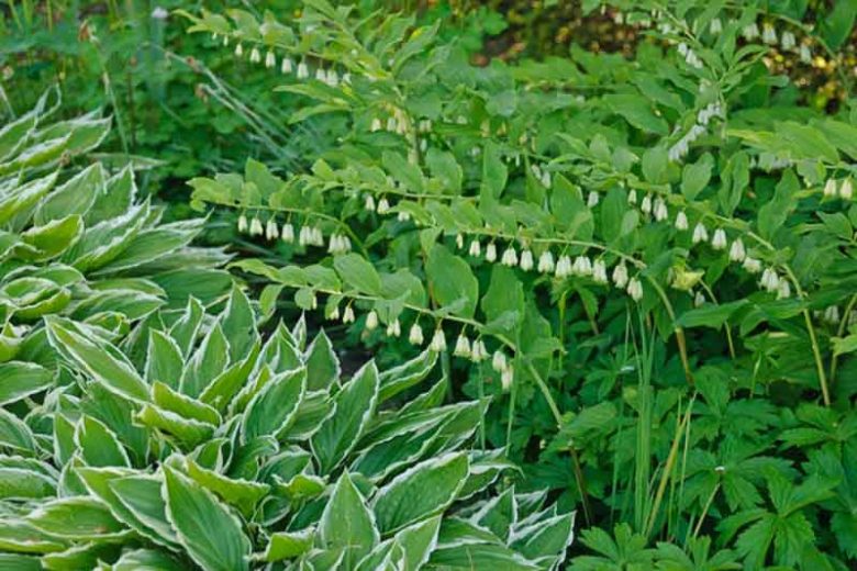 Polygonatum multiflorum, Common Solomon’s-seal, David’s-Harp, Ladder-to-Heaven, Eurasian Solomon’s Seal, Lady's Seal, Lady's Signet, Lily of the Mountain, Many-Flowered Solomon's Seal, White Root, shade perennials, wet soil perennials