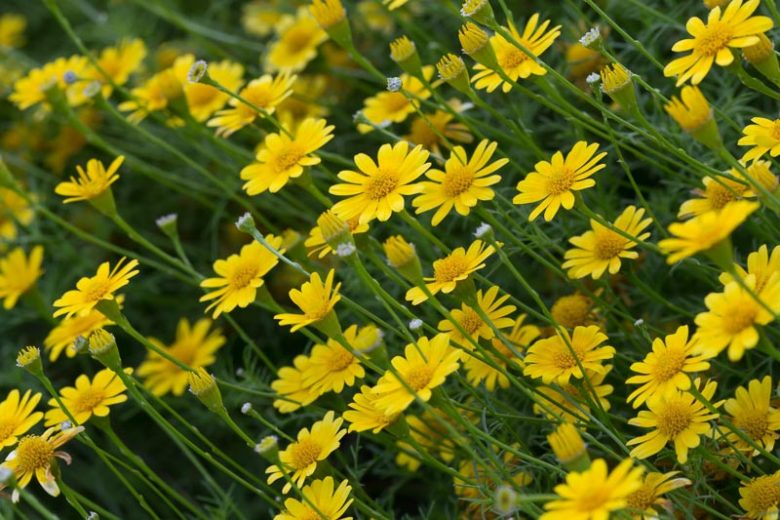 Thymophylla tenuiloba, Bristleleaf Pricklyleaf, Dahlberg Daisy, Golden Fleece, Shooting Star, Dyssodia tenuiloba, Yellow flowers