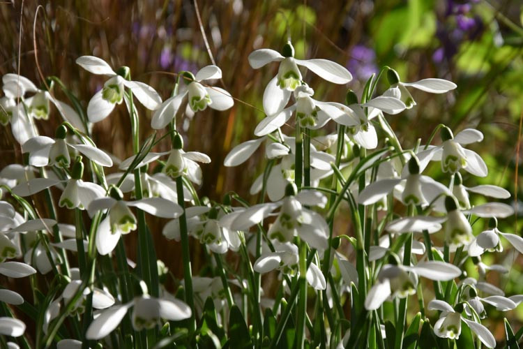Galanthus Plicatus 'Wendy's Gold', Pleated Snowdrop, Galanthus 'Wendy's Gold', early flowering bulb, winter bulb, white flowering bulb, White winter flowers