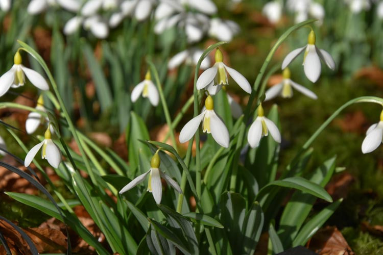 Galanthus Plicatus 'Wendy's Gold', Pleated Snowdrop, Galanthus 'Wendy's Gold', early flowering bulb, winter bulb, white flowering bulb, White winter flowers