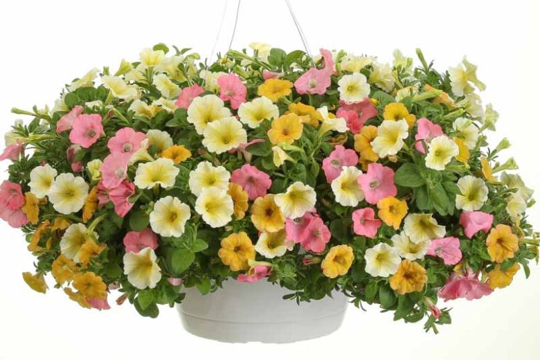 Petunia 'Supertunia Limoncello', Supertunia Limoncello Petunia, Mounding Petunia, Yellow Petunia, Yellow Flowers
