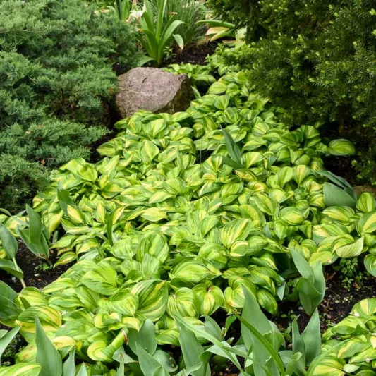 Hosta Rainbow's End