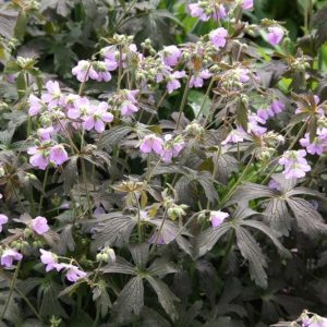 Geranium maculatum 'Espresso',Spotted Cranesbill 'Espresso', Hardy Geraniums, Best geraniums, Best rock garden Geranium, pink geranium, Dark Leaves Geranium
