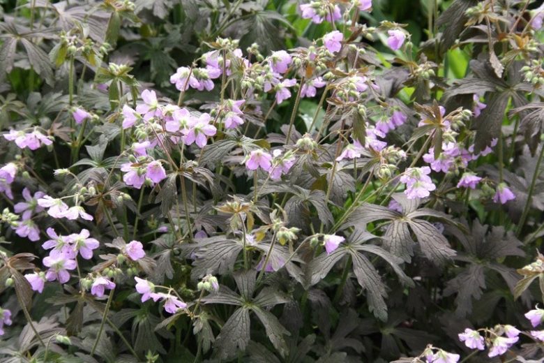 Geranium maculatum 'Espresso',Spotted Cranesbill 'Espresso', Hardy Geraniums, Best geraniums, Best rock garden Geranium, pink geranium, Dark Leaves Geranium