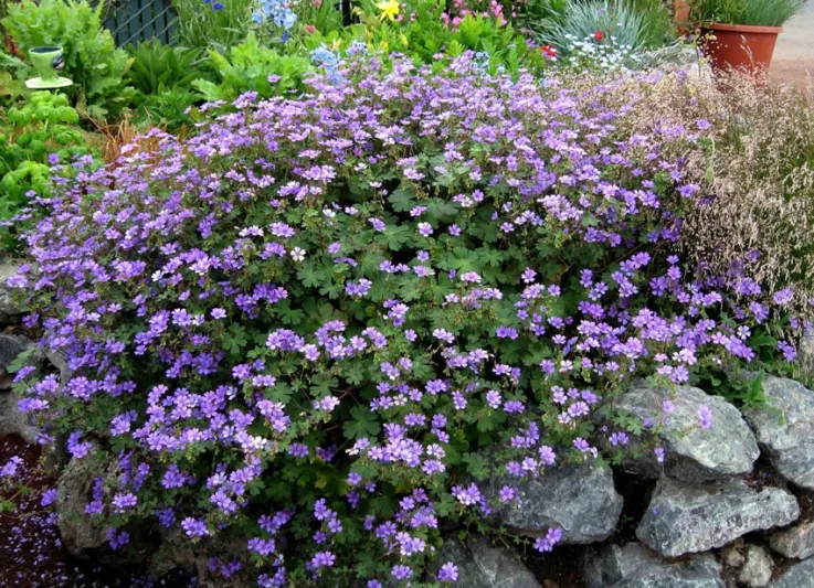 Geranium pyrenaicum 'Bill Wallis', Mountain Cranesbill 'Bill Wallis', Hardy Geraniums, Best geraniums, Best rock garden Geranium, Blue geranium, Purple geranium