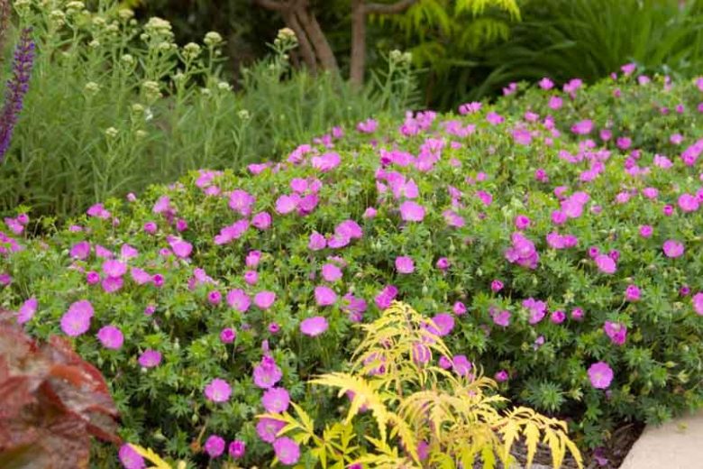 Geranium Sanguineum 'Max Frei', Bloody Cranesbill 'Max Frei', Bloody Geranium 'Max Frei', Hardy Geranium 'Max Frei', Purple Geranium, Purple Flowers