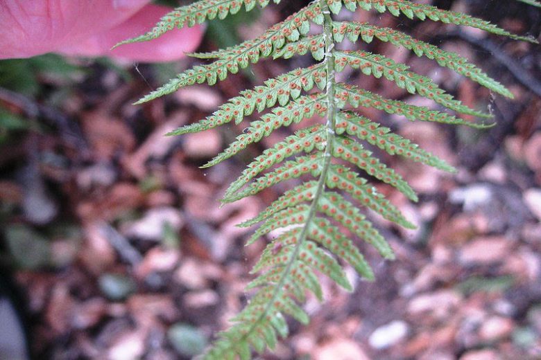 Dryopteris intermedia, Intermediate Woodfern, Shade plants, shade perennial, plants for shade, California Native Plants
