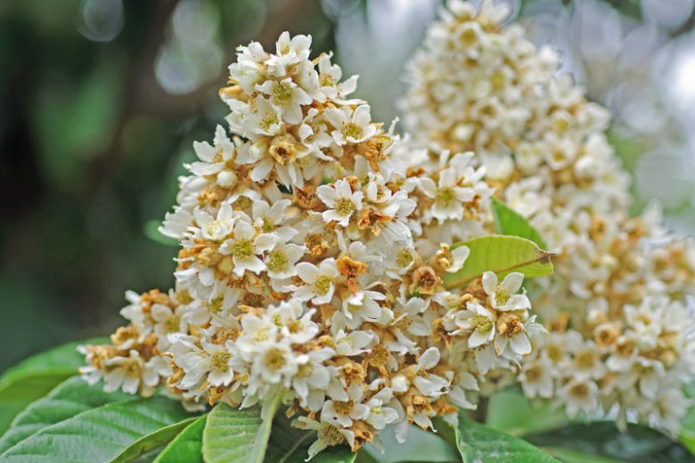 Eriobotrya japonica, Japanese Loquat, Japanese Medlar, Japanese Plum, Nispero, Evergreen Tree, Fruit Tree