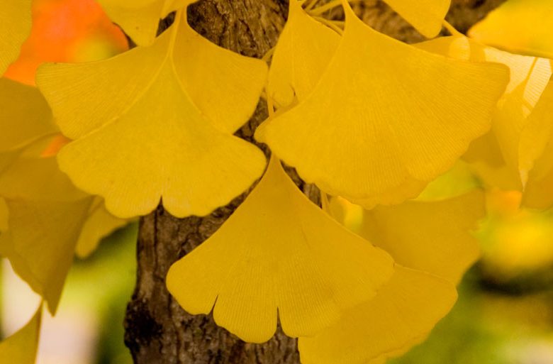 Ginkgo biloba 'Autumn Gold',Maidenhair Tree 'Autumn Gold', Fossil Tree 'Autumn Gold', Icho 'Autumn Gold', Fall color,