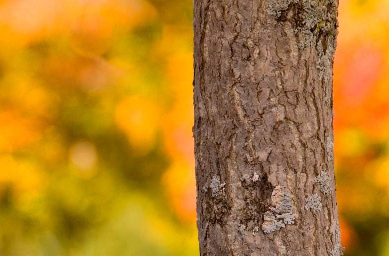 Ginkgo biloba 'Autumn Gold',Maidenhair Tree 'Autumn Gold', Fossil Tree 'Autumn Gold', Icho 'Autumn Gold', Fall color,