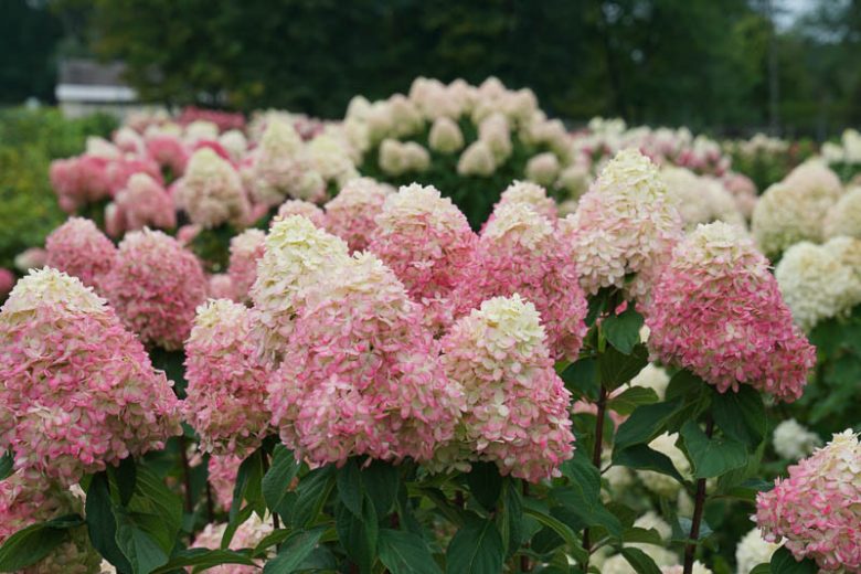 Hydrangea Paniculata Limelight Prime, Limelight Prime Hydrangea, Hydrangea Limelight Prime, Panicle Hydrangea Limelight Prime, Dwarf Hydrangea, Small Hydrangea