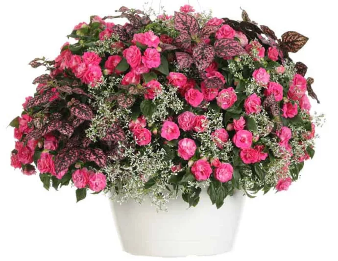 Impatiens walleriana 'Rockapulco Rose', Rockapulco Rose Impatiens,Double Impatiens, Pink Impatiens, Pink Flowers