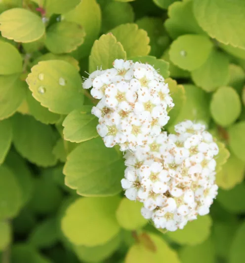 Spiraea betulifolia 'Tor Gold', Birchleaf Spirea 'Tor Gold', Tor Gold Birchleaf Spirea, White Flowers, Gold Foliage, Red Foliage, Spiraea betulifolia 'Glow Girl'
