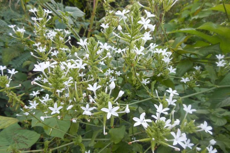Plumbago scandens, Doctorbush, Summer Snow, Leadwort Flower, Native Plumbago, Devil's Herb, Plumbago floridana, Plumbago mexicana, Mediterranean plants, Mediterranean shrubs, White flowers