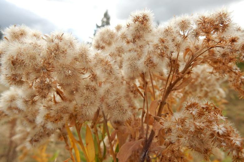 solidago canadensis, Goldenrod