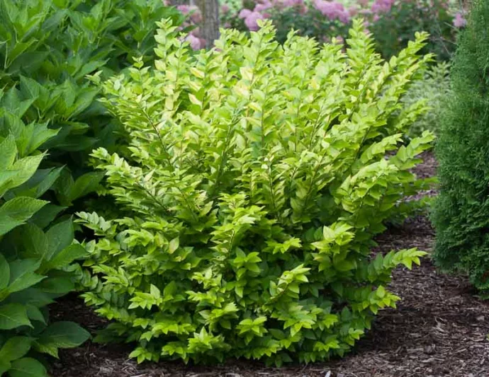 Ligustrum x vicaryi 'Golden Ticket', Vicary Privet 'Golden Ticket', Berries, Shrubs with berries