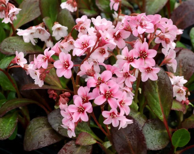 Bergenia 'Pink Dragonfly', Elephant's Ears 'Pink Dragonfly', Pig Squeak 'Pink Dragonfly', Pink Bergenia, Evergreen Perennial, Shade Perennial