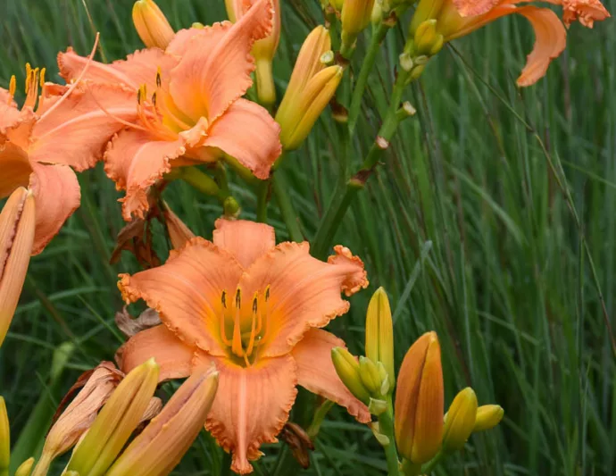 Hemerocallis New Tangerine Twist, Daylily New Tangerine Twist, Day Lily New Tangerine Twist, New Tangerine Twist Daylily, daylilies, Daylily, Day Lilies, Orange flowers, Orange day lily, Orange Daylily, Midseason Daylilies