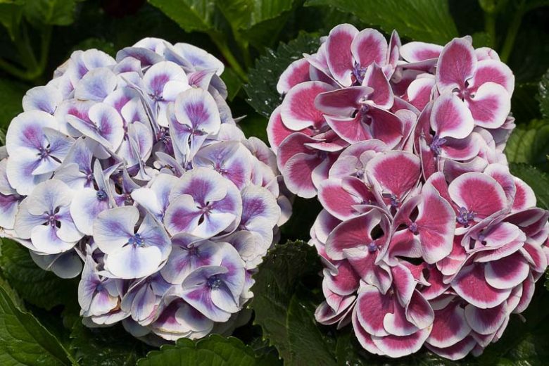Hydrangea Macrophylla Cityline® Mars, Cityline® Mars Hydrangea, Bigleaf Hydrangea Cityline® Mars, Mophead Hydrangea Mars® Paris, Blue hydrangea, Pink Hydrangea, Purple Hydrangea