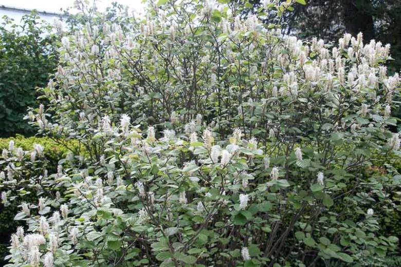 Fothergilla x intermedia 'Mount Airy', Fothergilla 'Mount Airy', Fothergilla gardenii 'Mount Airy', Fothergilla 'Mount Airy'