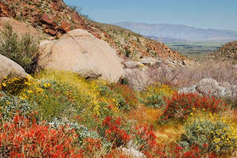 Justicia californica, Beloperone, Hummingbird Bush, Chuparosa, Beloperone californica, Flowering Shrub, Red Flowers, Drought Tolerant Shrubs