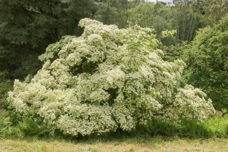 Cornus kousa var. chinensis, Chinese Dogwood, Chinese Kousa Dogwood, Deciduous Shrubs, Foliage, Fall color, Winter color, shrub with berries, Flowering tree, red fruits