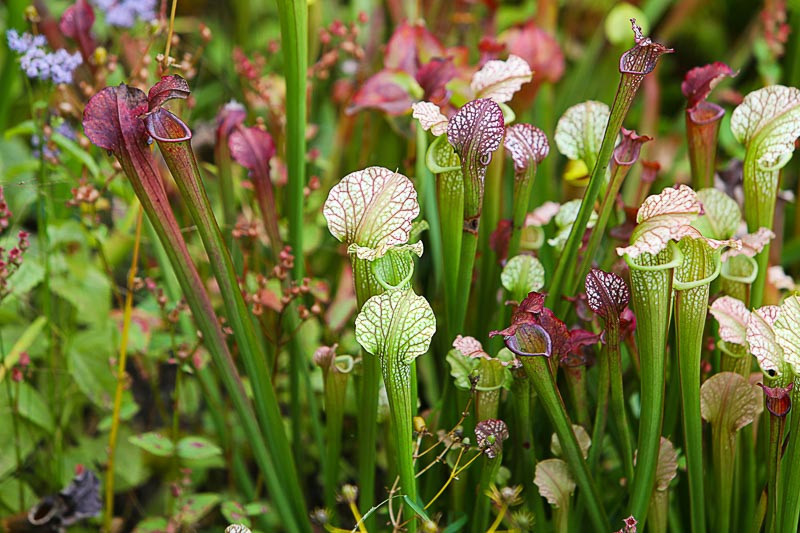 Sarracenia, Pitcher Plant, Yellow Pitcher Plant, Green Pitcher Plant, Purple Pitcher Plant, Carnivore Perennials