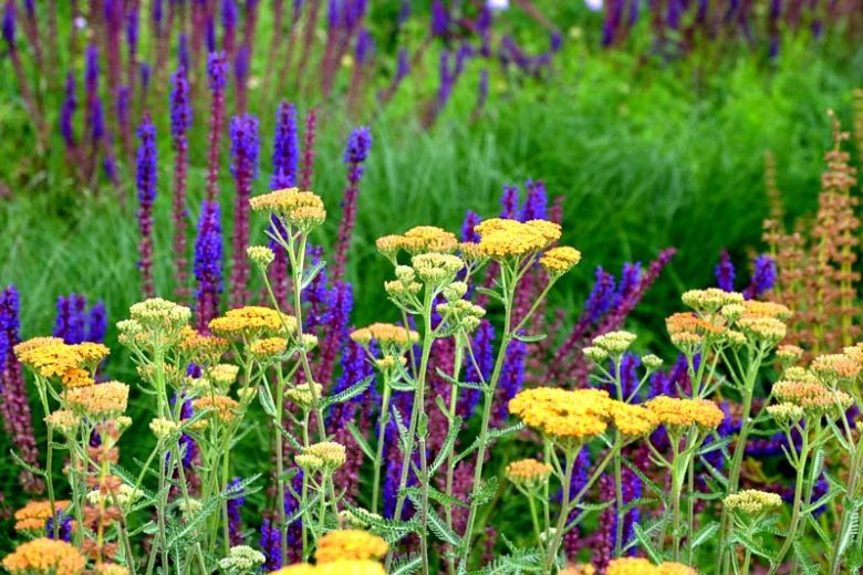 Achillea Desert Eve Yellow, Desert Eve Yellow Yarrow, Achillea 'Desyel', Desert Eve Series, yarrow plant, yarrow flower, summer perennial, drought tolerant perennial, Yellow flowers