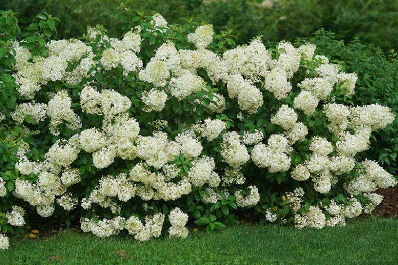 Hydrangea Paniculata Bobo, Bobo Hydrangea, Hydrangea Bobo, Panicle Hydrangea Bobo, Paniculate Hydrangea Bobo, Hydrangea paniculata 'Ilvobo',  Pink Hydrangea, White Hydrangea